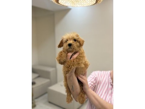 Maltipoo bebekler 
