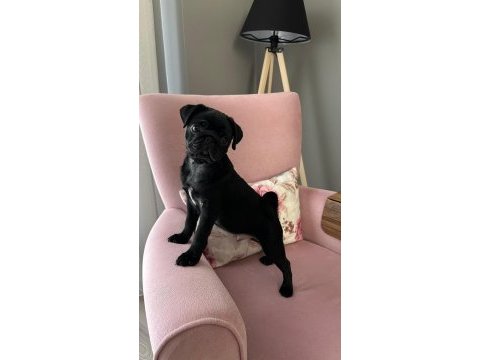 Pug erkek yavrum sakarya