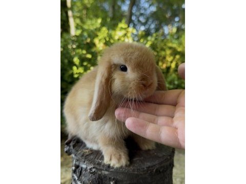 A kalite mini lop tavşanı yavrular
