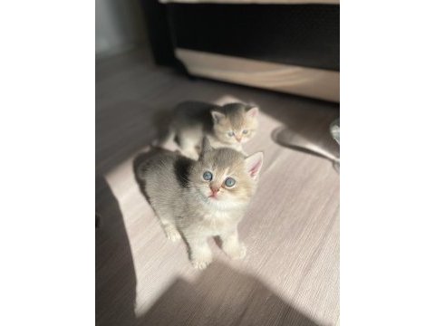Sahiplendirme british shorthair
