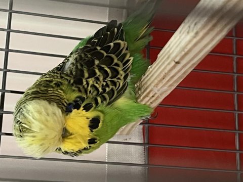 Show jumbo erkek muhabbet kuşu