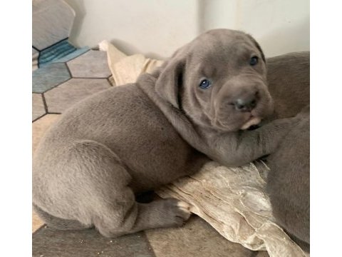 Daha ıyısı varsa buyrun gorelım secerelı safkan cane corso
