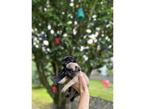 Pug mops yavrular