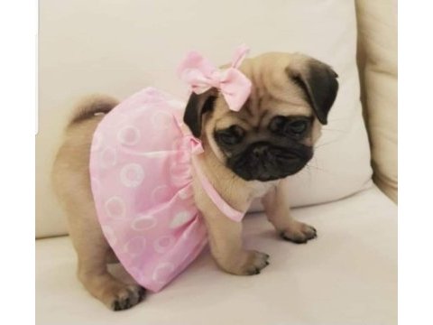Muhteşem safkan pug yavruları