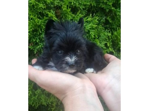 Egzotik yorkshire terrier yavruları