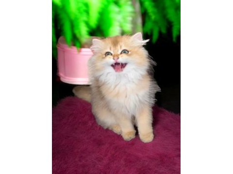 Ny11 golden british longhair yavru