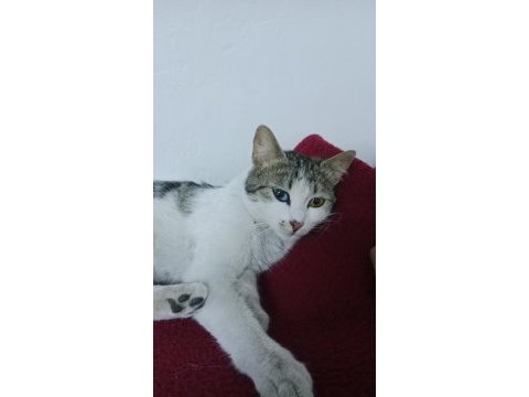Bir gözü mavi bir gözü yeşil cins kedimiz