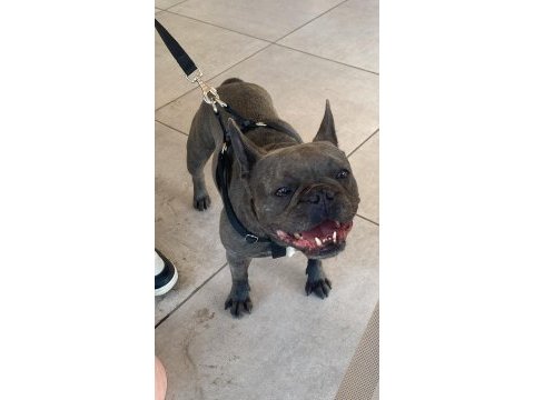 Şımarık french bulldog kızımızı sahiplendiriyoruz