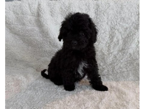 Black yorkshire terrier