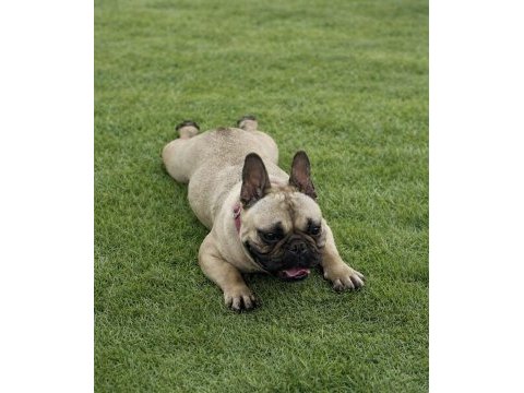 French bulldog fawn dişi