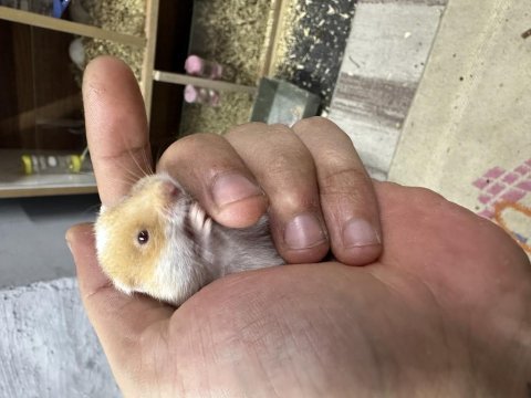Yavru uysal suriye hamster