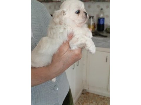 Pekinez yavru köpek dişi ve erkek