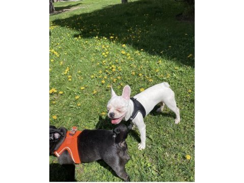 10 ekim doğumlu 6 aylık aşırı oyuncu french bulldog