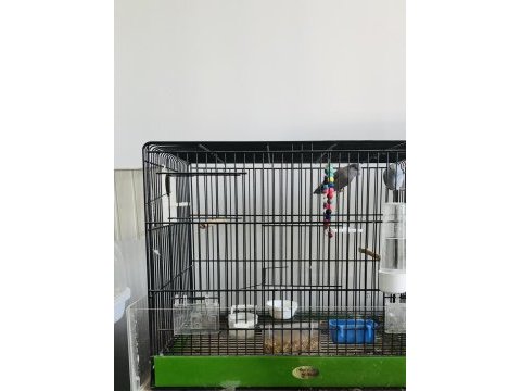 Forpus takım (blue fallow, pied)