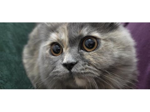 9 aylık dişi british longhair