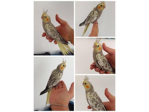 45 günlük ev üretimi renk güzeli perl sultan papağanları