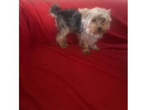 7 aylık şecereli yorkshire terrier