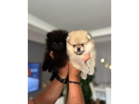 Pomeranian ayıcıklar