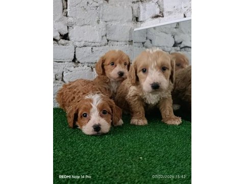 Maltipoo yavrularımız