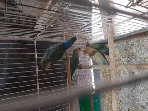 Yavru sevda papağanlar