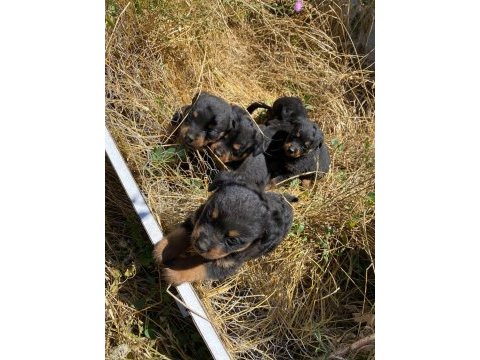 55 günlük yavrularımız rottweiler