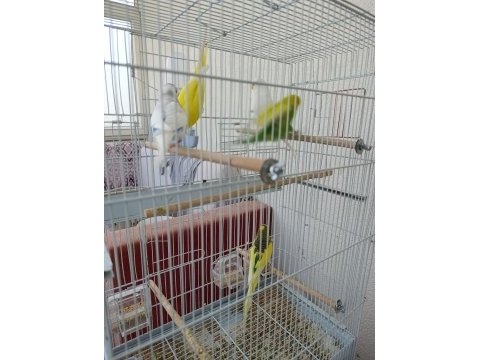 Tek tek veya hepsi birlikte muhabbet kuşlar