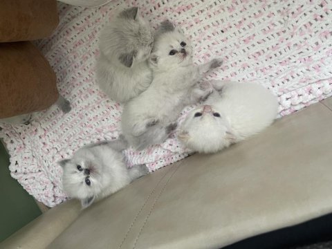 2 aylık british longhair yavru