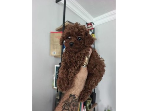 2 aylık aşıları tam tuvalet eğitimli tüy dökmeyen poodle