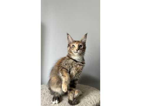 Sağlık ve ırk garantili minik maine coon devler