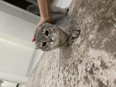 Scottish fold