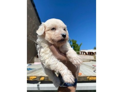 Maltese terrier yavrulari