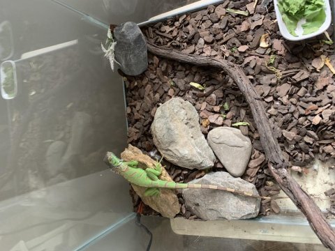 Çipli yavru iguana ele alışkın durumda