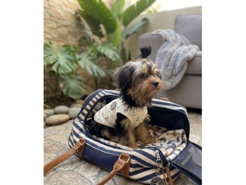 Oyuncu sevecen dişi erkek yavru köpekler