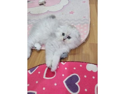 Safkan scottish fold ve straight yavrular catteryden