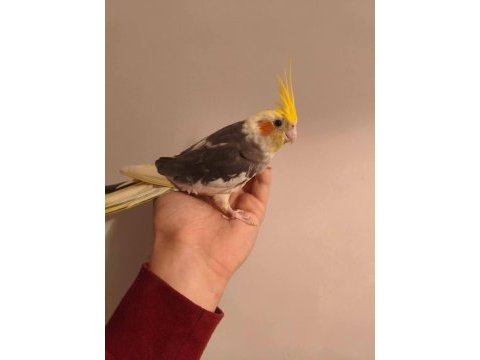 Acill satılık konuşan sultan papağanı