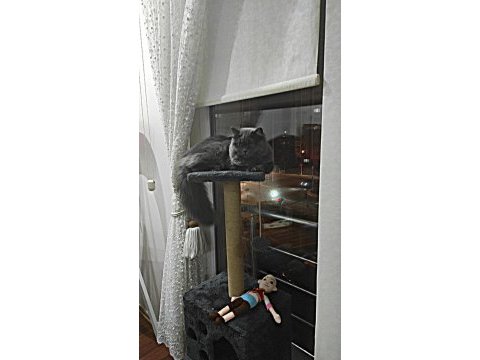 Kızımıza eş arıyoruz british longhair