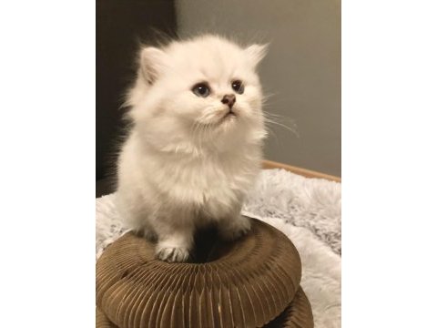 British longhair yavrular 50 günlük