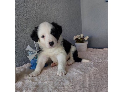Border collie yavru köpeklerimiz
