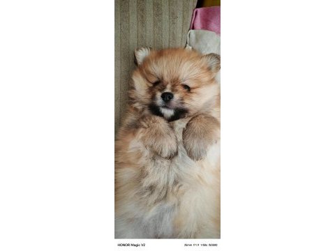 1.5 aylık pomeranian köpekler