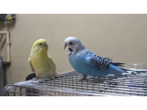Kanarya sarısı dişi muhabbet kuşu 11 aylık