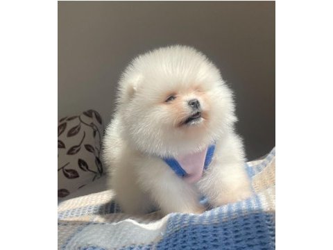 A kalite pomeranian teddy bear