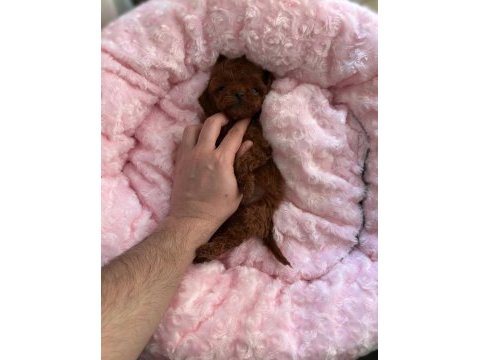 Kore poodle yavrular