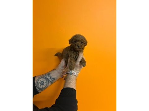 Irk ve sağlık garantili toy poodle yavrularımız