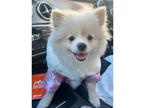 1 yaşında dişi pomeranian boo