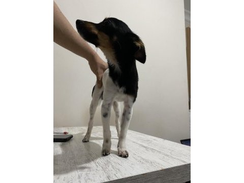 Minyatur pinscher 4 aylık yavrumuza yuva arıyoruz