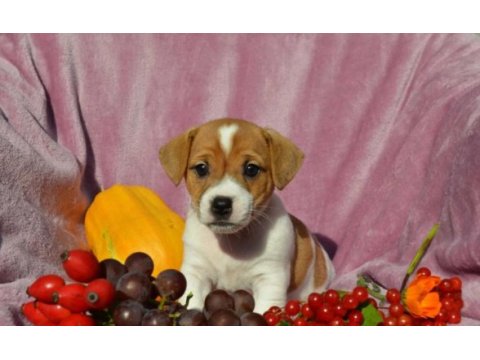 Maske film esintisi jack russell