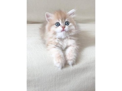 Safkan british shorthair yavrular