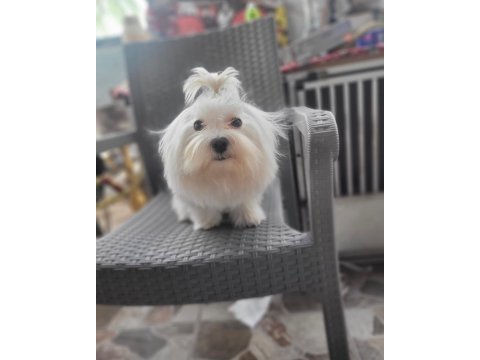 Mini boy maltese bebekler