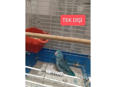 2 takım forpus papağanı