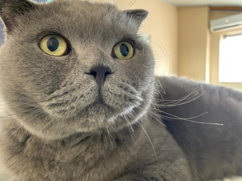 Scottish fold kedim smile